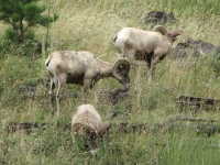 Bighorns